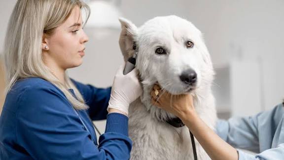 Antalya'da 7/24 Açık Nöbetçi  Veteriner | Çağlayan Veteriner Kliniği